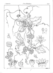 cuscuta chinensis
