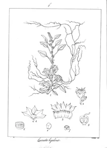 cuscuta hyalina