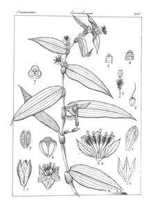 Cyanotis lanceolata
