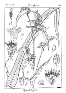 Cyanotis longifolia