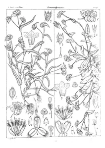 Cyanotis papilionaceae і cyanotis burmanniana