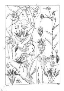 Cyanotis sarmentosa and cyanotis