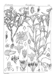 Cyanotis vaginata і cyanotis decumbens