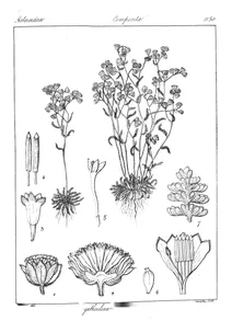 Cyathocline lutea