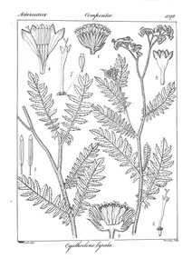 Cyathocline lyrata