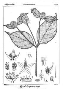 Cyathula capitata