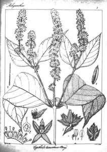 Cyathula tomontasa