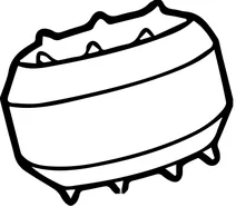Cyclotella (діатомова водорість)