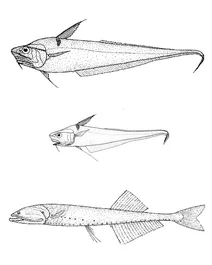 Cyclothone microdon (завуальований англемаут), coryphaenoides murrayi (глибоководний гренадер), coryphaenoides armatus (глибоководний гренадер)