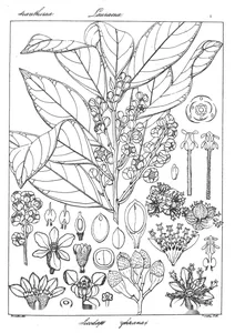 Cylicodaphne wightiana