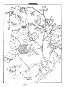Cylista scariosa