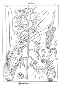Cymbidium erectum