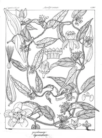Cynanchum alatum