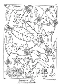Cynoctonum callialata