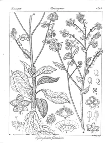 Cynoglossum fureatum
