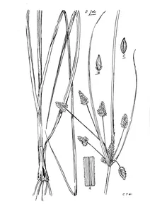 Cyperus conicus