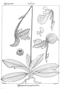 Cypripedium purpuratum