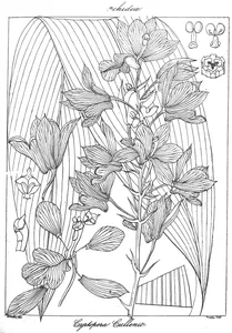 Cyrtopera cullenii