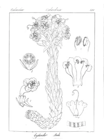 Cystanche lutea