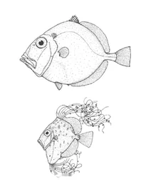 Cyttus traversi (молодий королівський дорі)