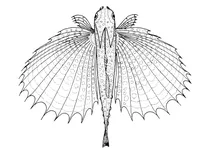 Dactyloptena orientalis (східний літаючий гурнард)
