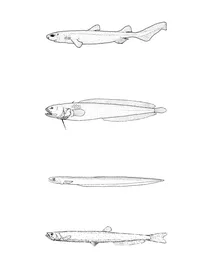 Dalatias licha (акула-кайтфін), dermatopsis macrodon (м’ясиста рибка), diastobranchus capensis (вугор-кошик), diplophos rebainsi (подовжена світлячкова рибка)