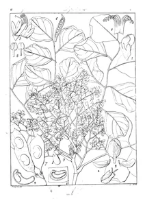 Dalbergia latifolia parvifolia