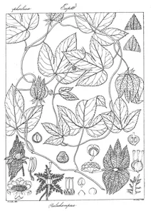 Dalechampsia velutina