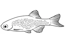 Даніо перловий (danio margaritatus)