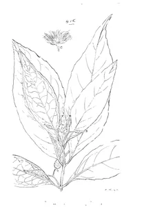 Daphnandra aromatica