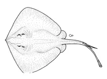 Dasyatis brevicaudata (скат з коротким хвостом)