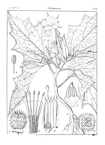 Datura alba