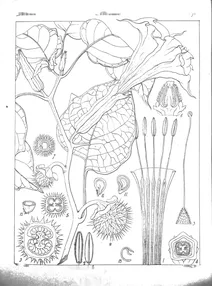 Datura fastuosa