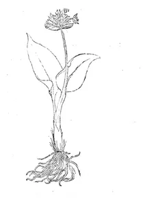 Де агресті алліо