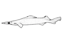 Deania calcea (морська собачка з дзьобом)
