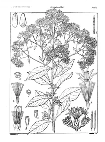 Decaneurum divergens