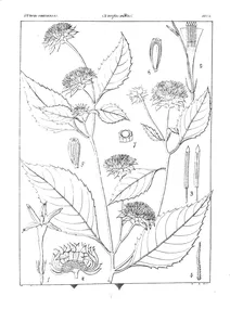 Decaneurum molle