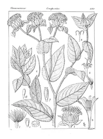 Decaneurum reticulatum