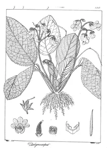Dedymocarpus ovalifolia