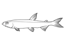 Дельтова мойва (hypomesus transpacificus)