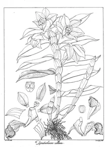 Dendrobium album