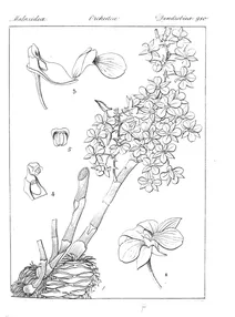Dendrobium barbatulum