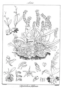 Dendrobium filiforme