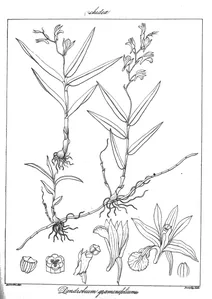 Dendrobium graminifolium