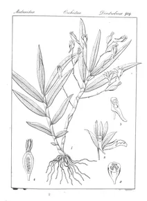 Dendrobium heyneanum