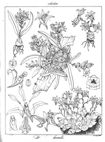 Dendrobium humile