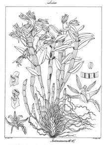 Dendrobium jerdonianum wight