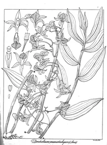 Dendrobium macrostachyum