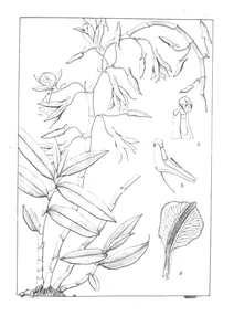Dendrobium pierardii