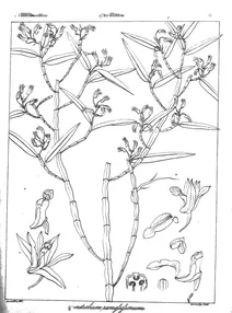 Dendrobium ramosissimum